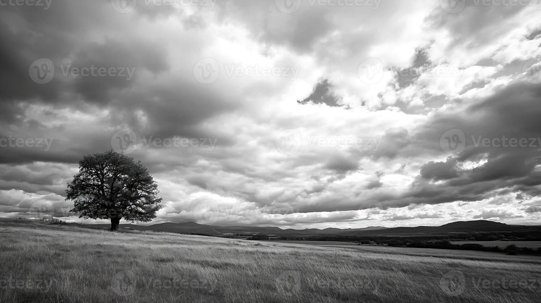 Solitary Tree in Expansive Field with Dramatic Clouds in Black and White Photography photo
