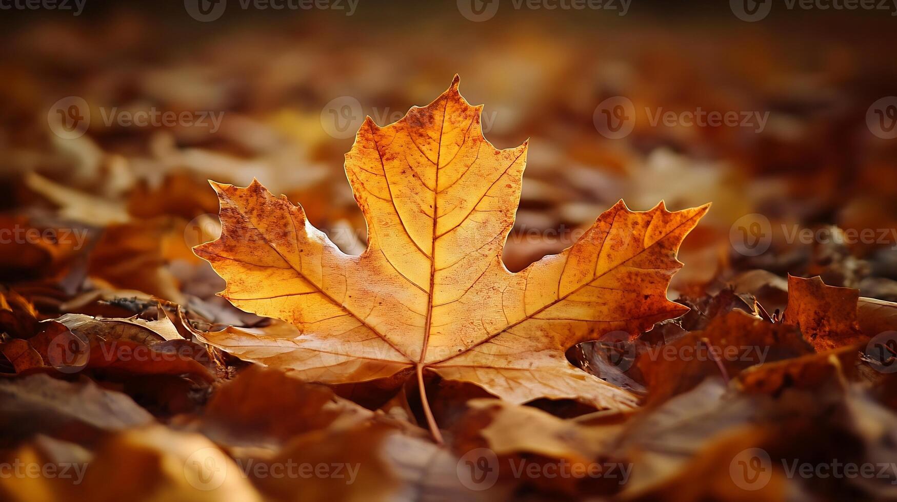 Golden Brown Maple Leaf Resting on a Carpet of Autumn Leaves photo