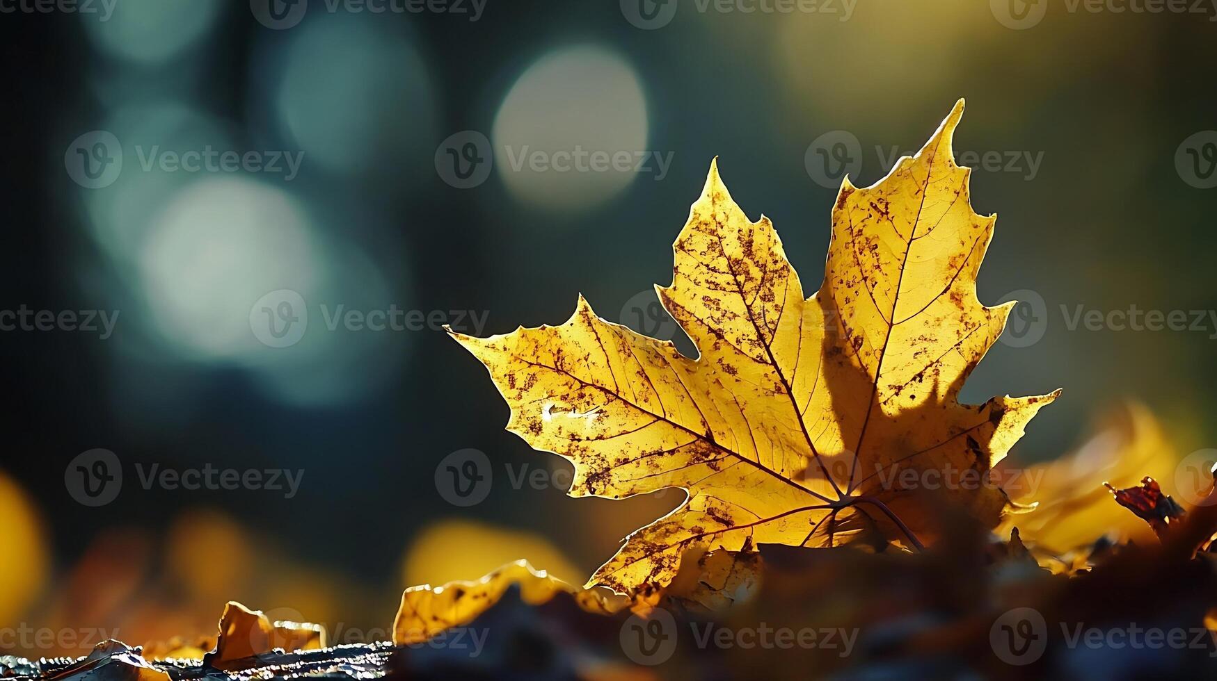 Golden Autumn Leaf Illuminated by Sunlight Against a Blurred Nature Background photo