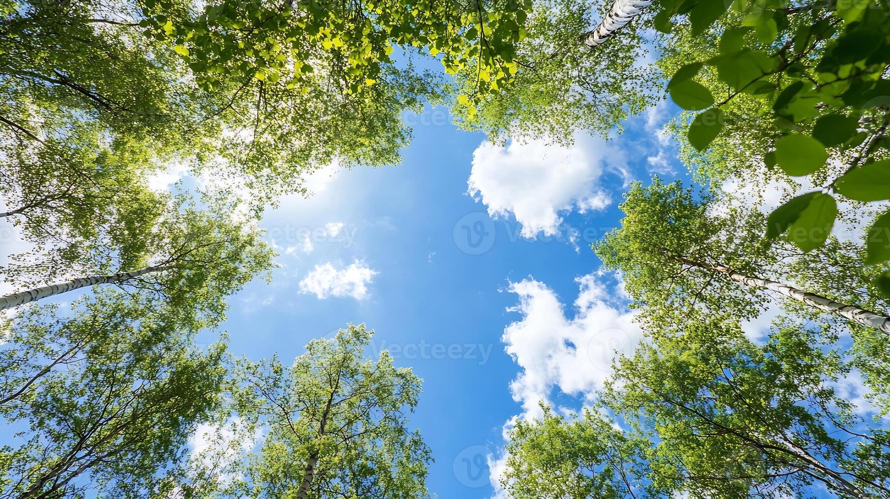 Peaceful Canopy of Green Trees with Blue Sky and Clouds Above photo