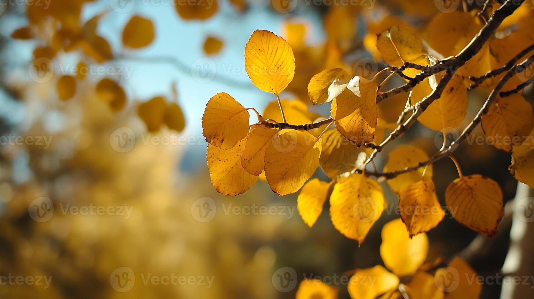 Close-up of Golden Autumn Leaves with Soft Sunlight Creating Warm Glow photo