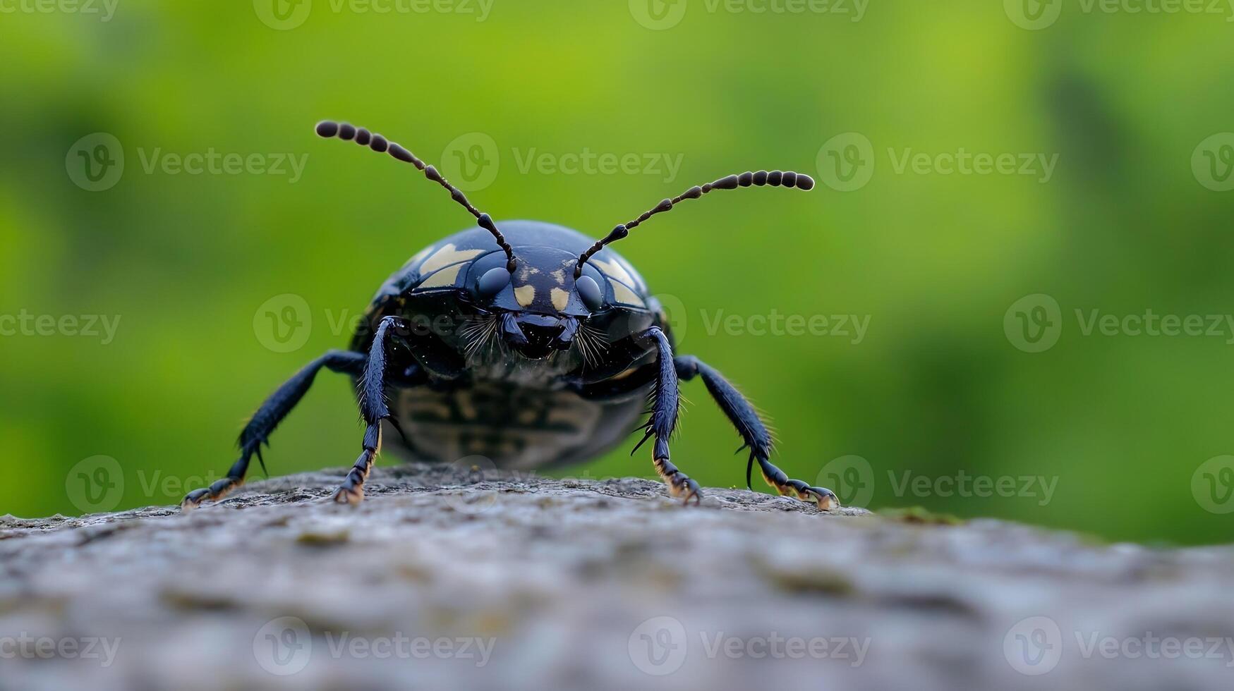Macro Beetle on Elevated Surface With Green Background and Natural Lighting photo
