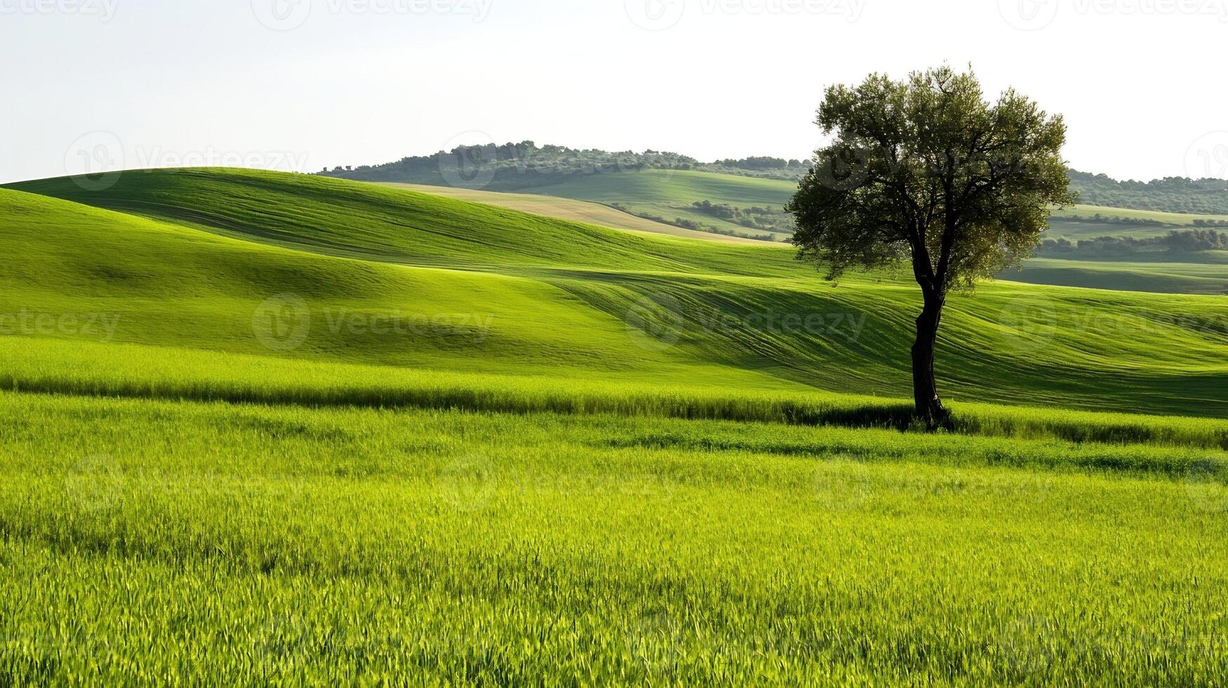 Lush Rolling Hills with Lone Tree Under Clear Skies in Verdant Meadow Landscape photo