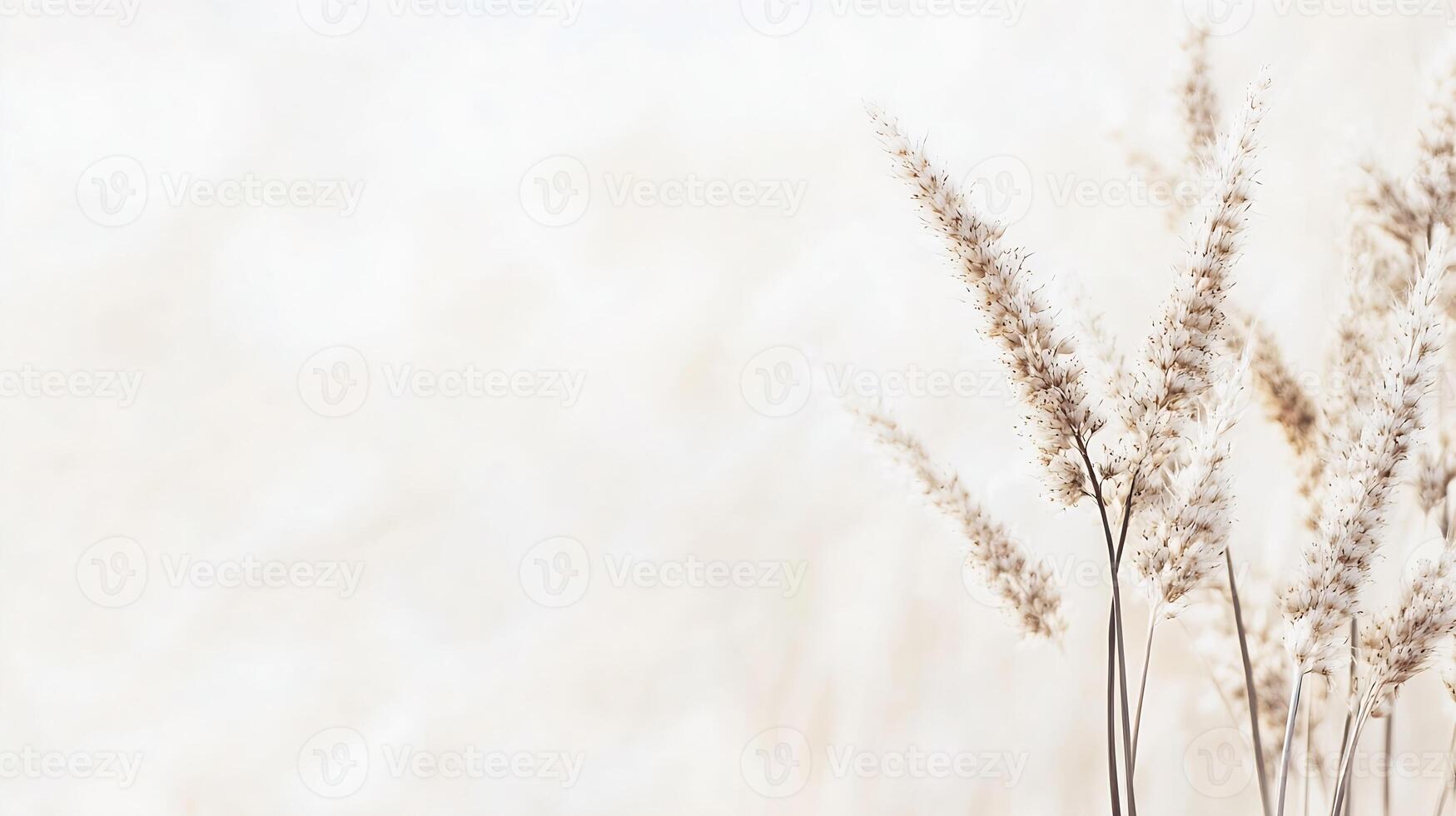 Minimalistic Natural Background with Soft Focus on Delicate Dried Grasses Against a Pale Backdrop photo