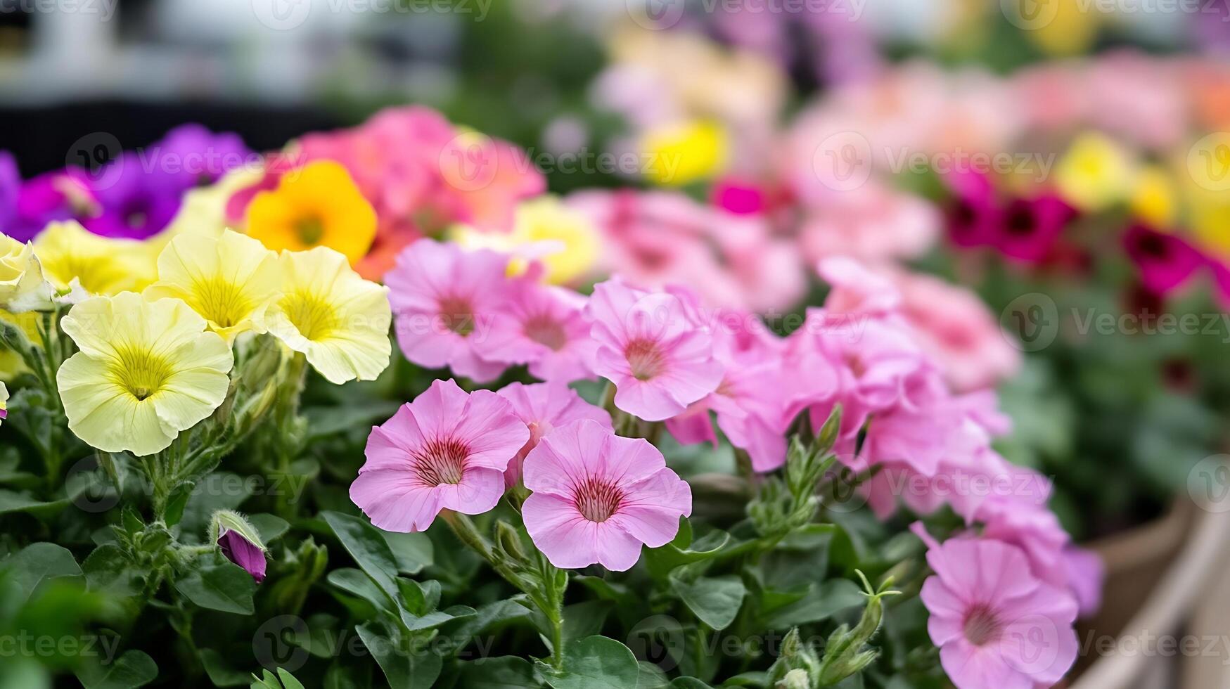 Vibrant Assorted Petunias in Full Bloom Displaying a Spectrum of Colorful Flowers photo