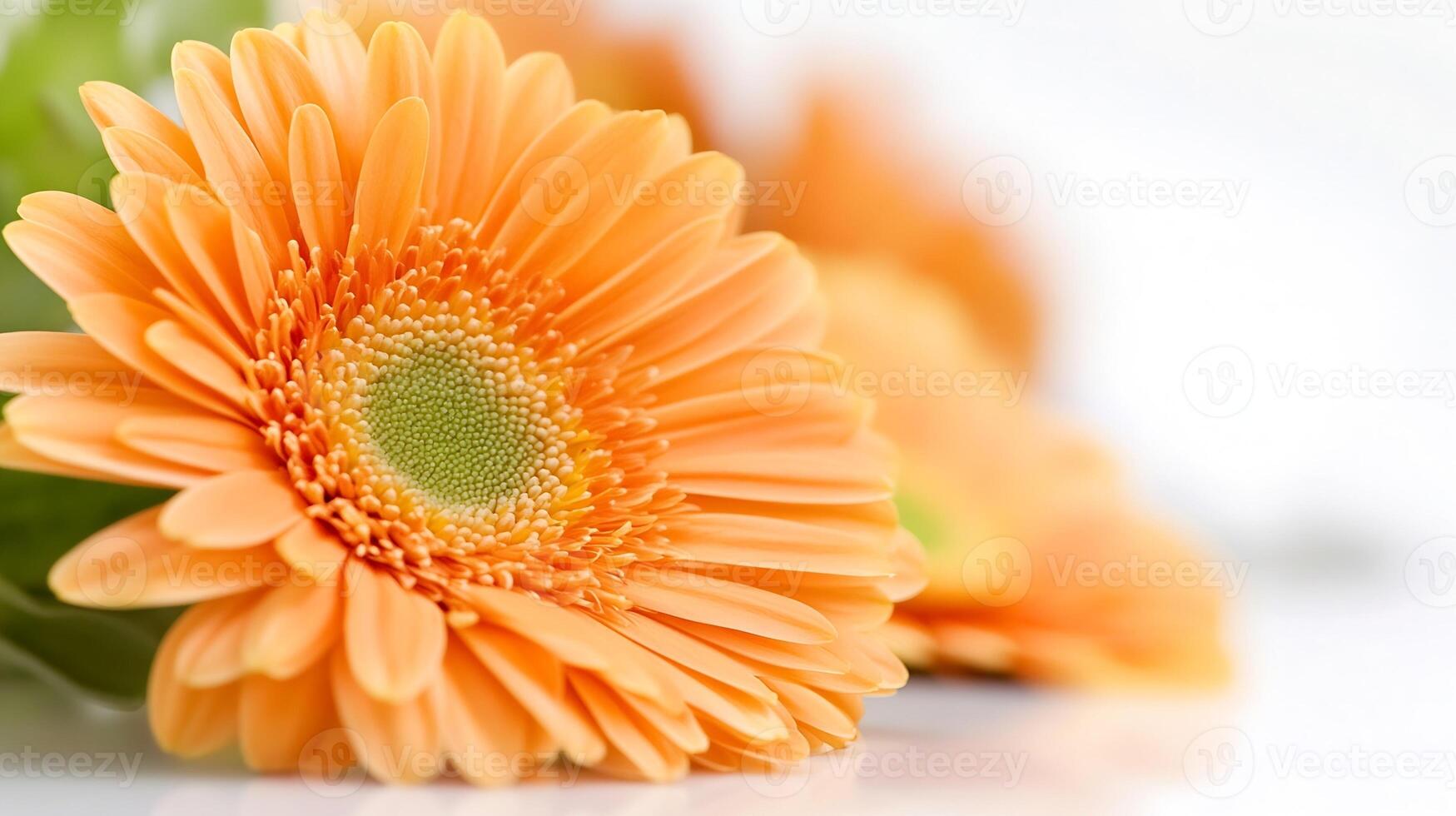 Vibrant Close-Up of Orange Gerbera Daisy with Soft Focus Background photo