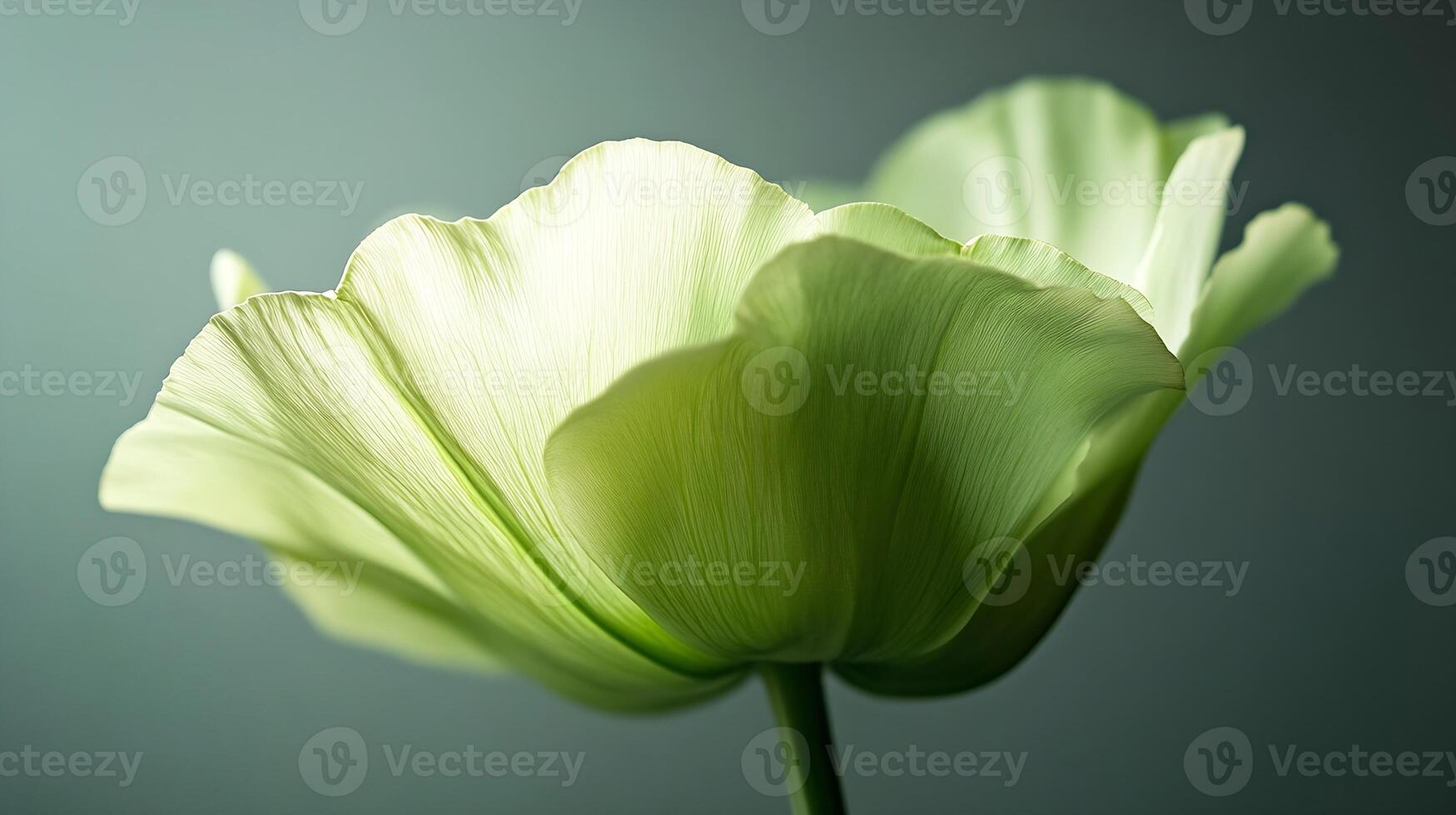 Elegant Close-Up of Green Flower Petal with Soft Lighting and Textured Surface photo