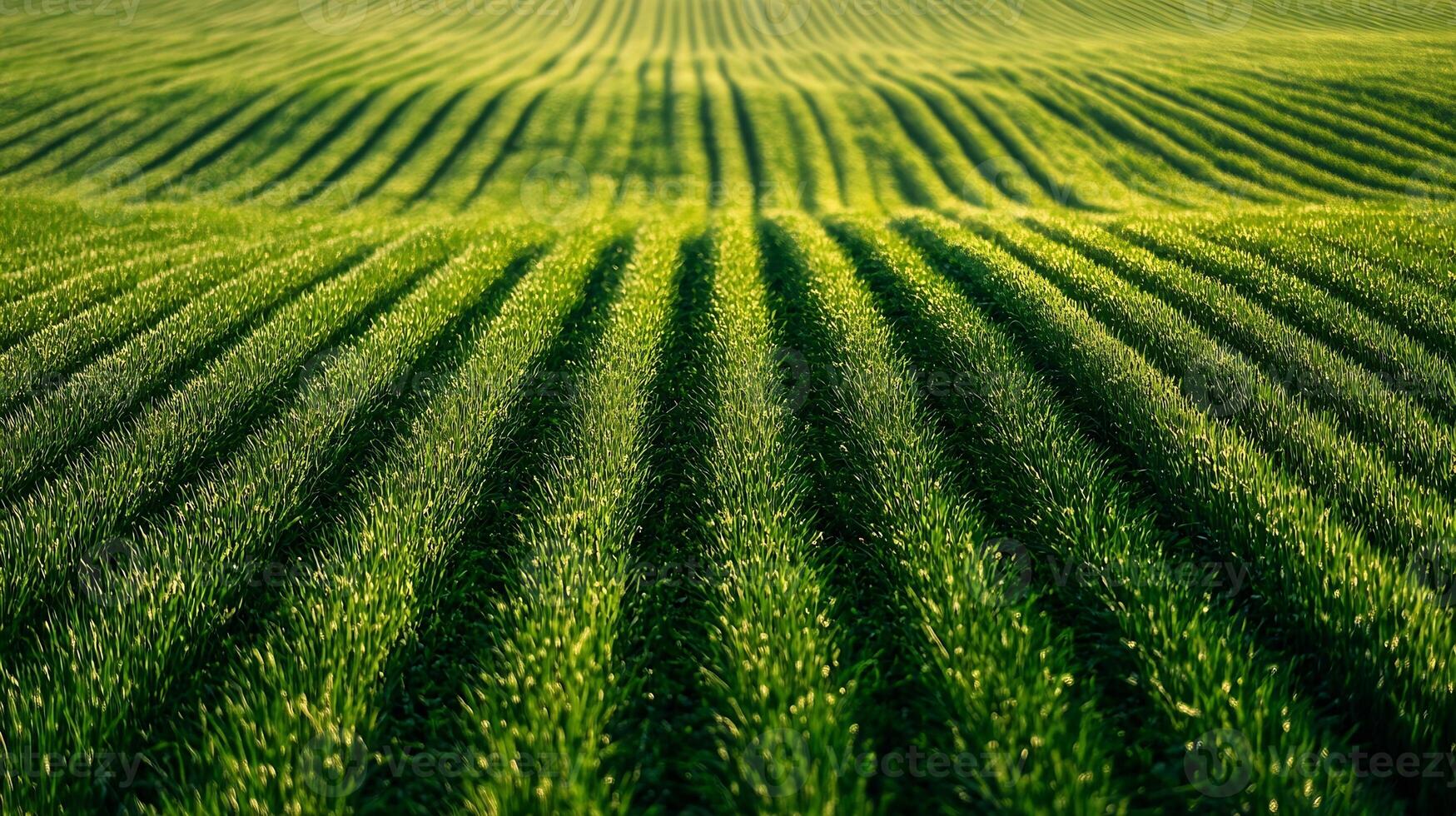 Vast Green Field With Perfectly Aligned Rows Under Blue Sky photo
