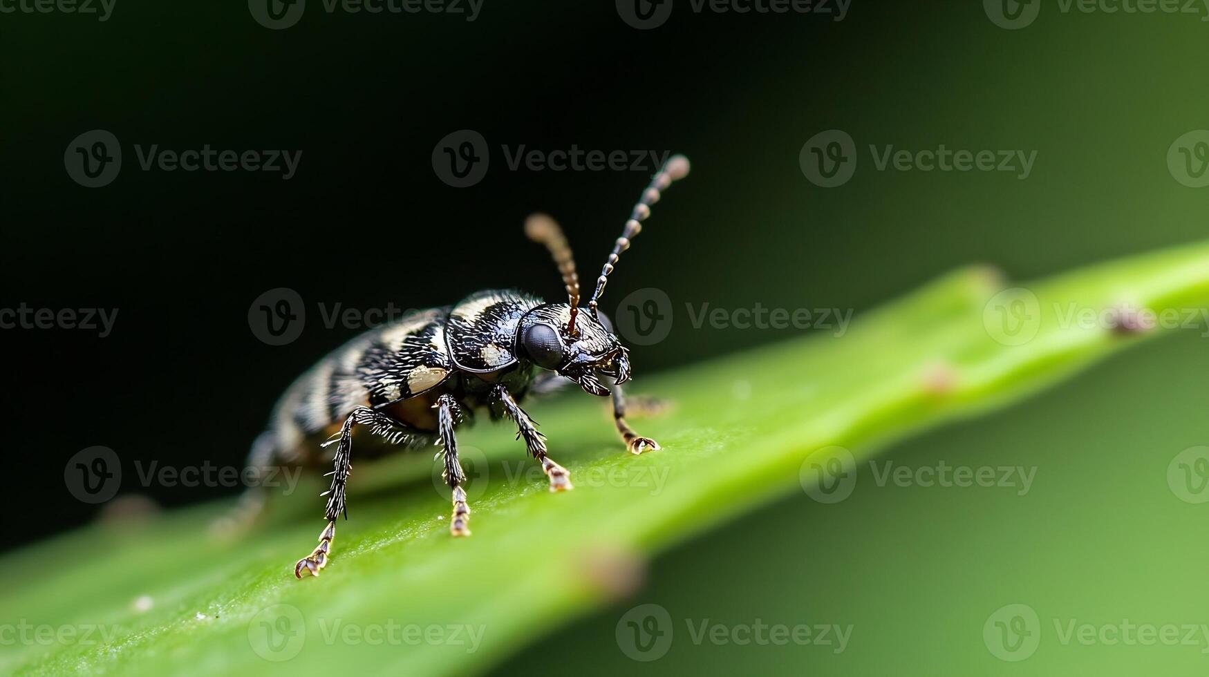 Macro Photography of Small Beetle on Leaf with Detailed Texture and Pattern photo