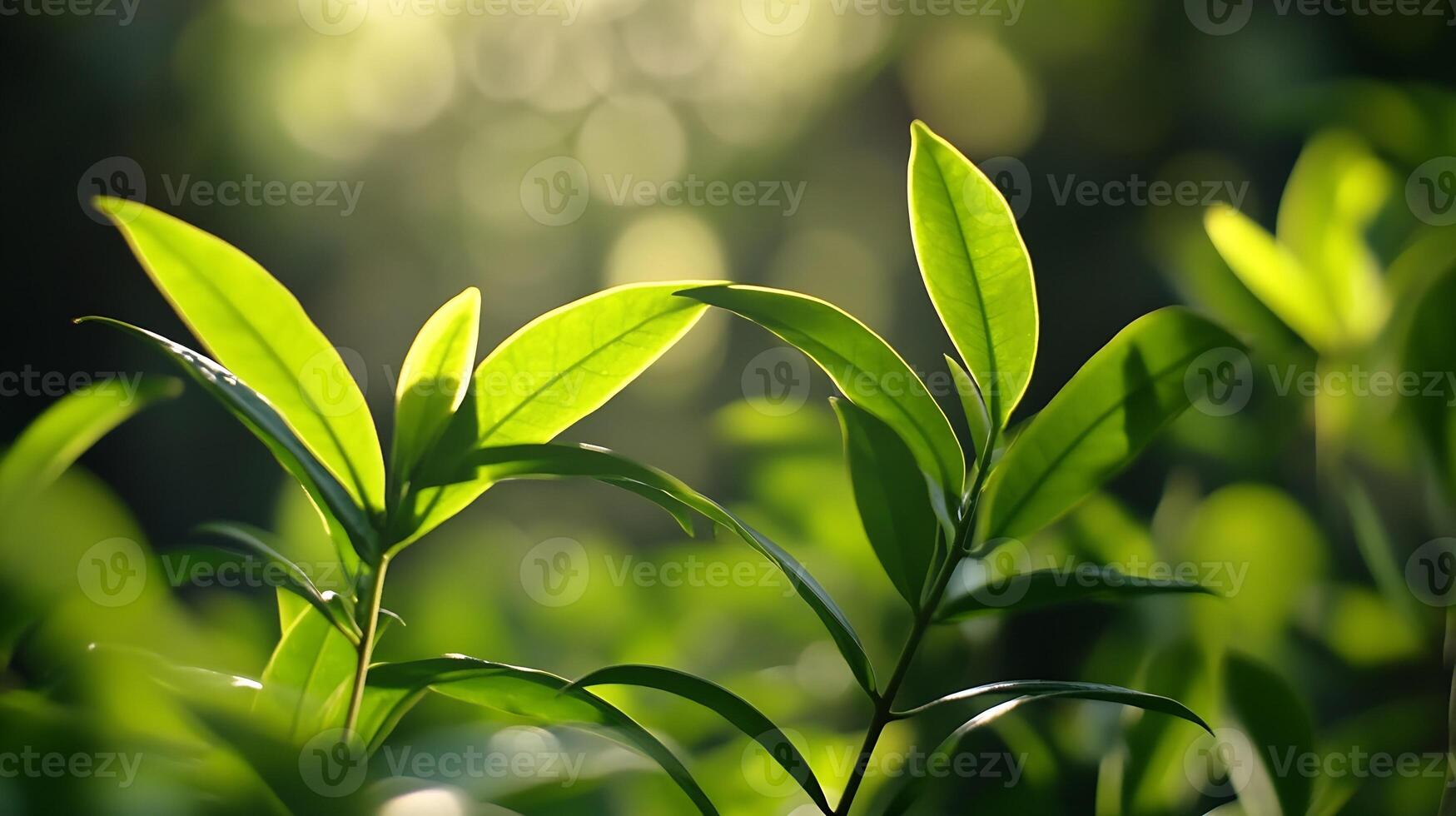 Sunlit Green Leaves with Bokeh Background in a Tranquil Forest Setting photo