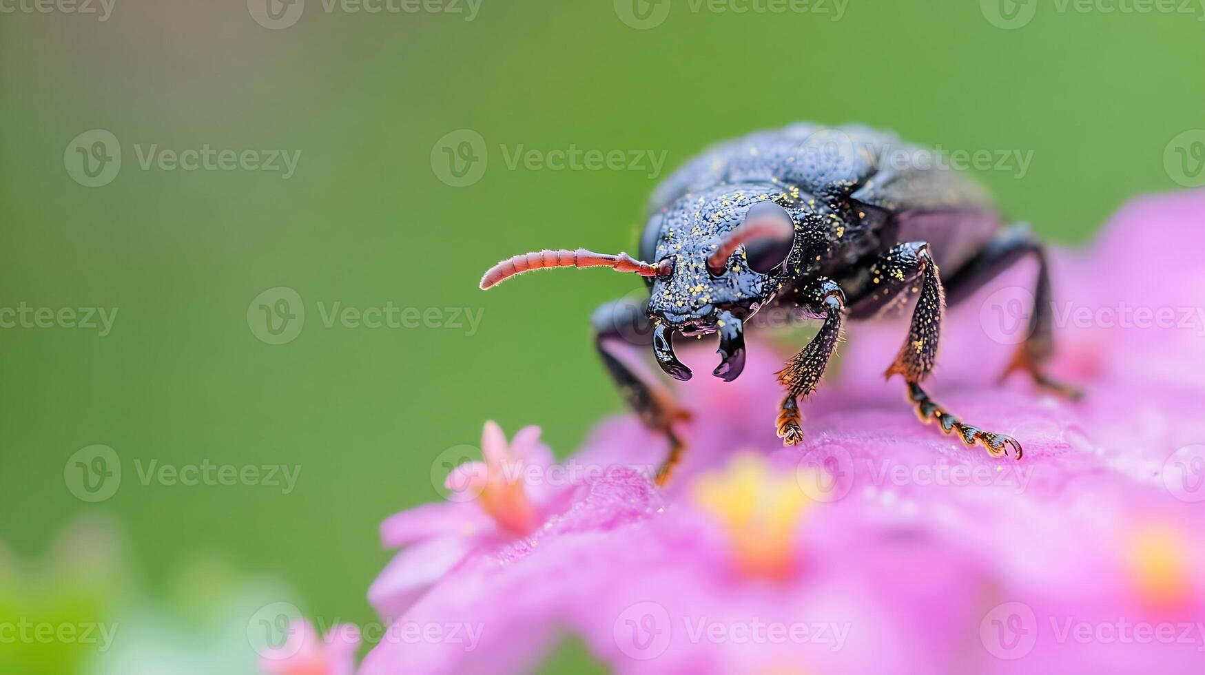 Macro Image of Black Beetle on Vibrant Pink Flower in Natural Setting photo