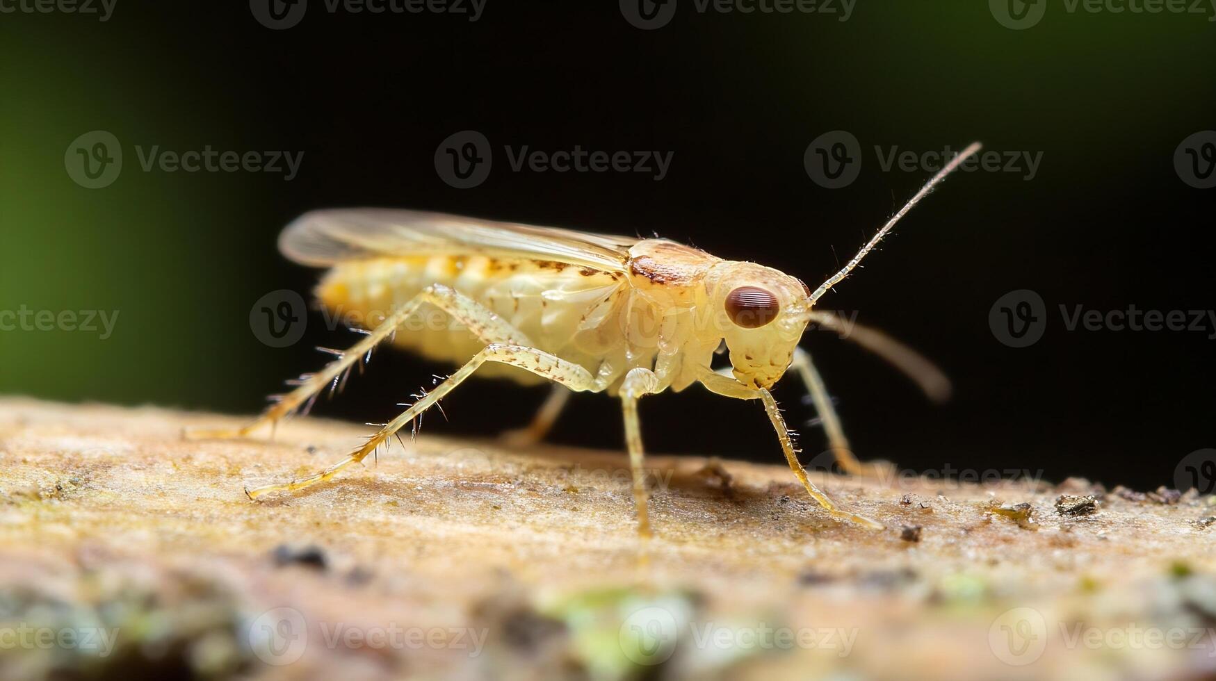 Macro Shot of Pale Yellow Insect on Wood Bark in Natural Setting photo
