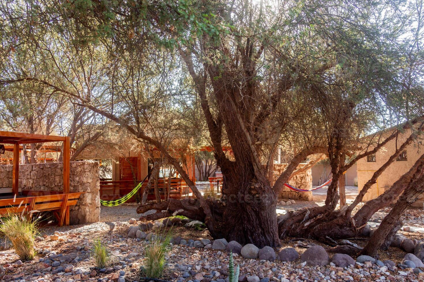 Beautiful resort garden with rocks and dry trees in the Atacama Desert photo