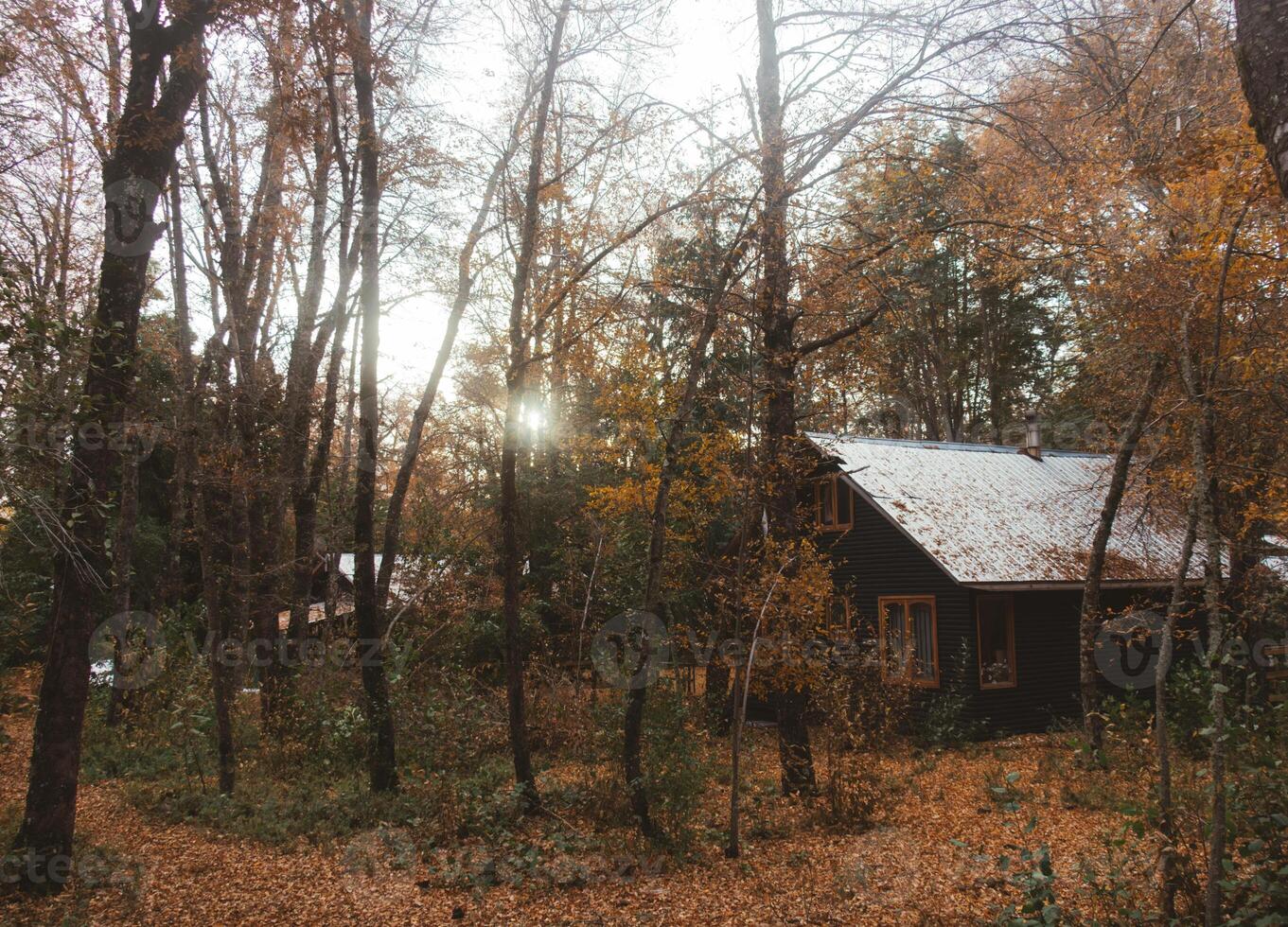 Forest with dry trees in autumn weather photo