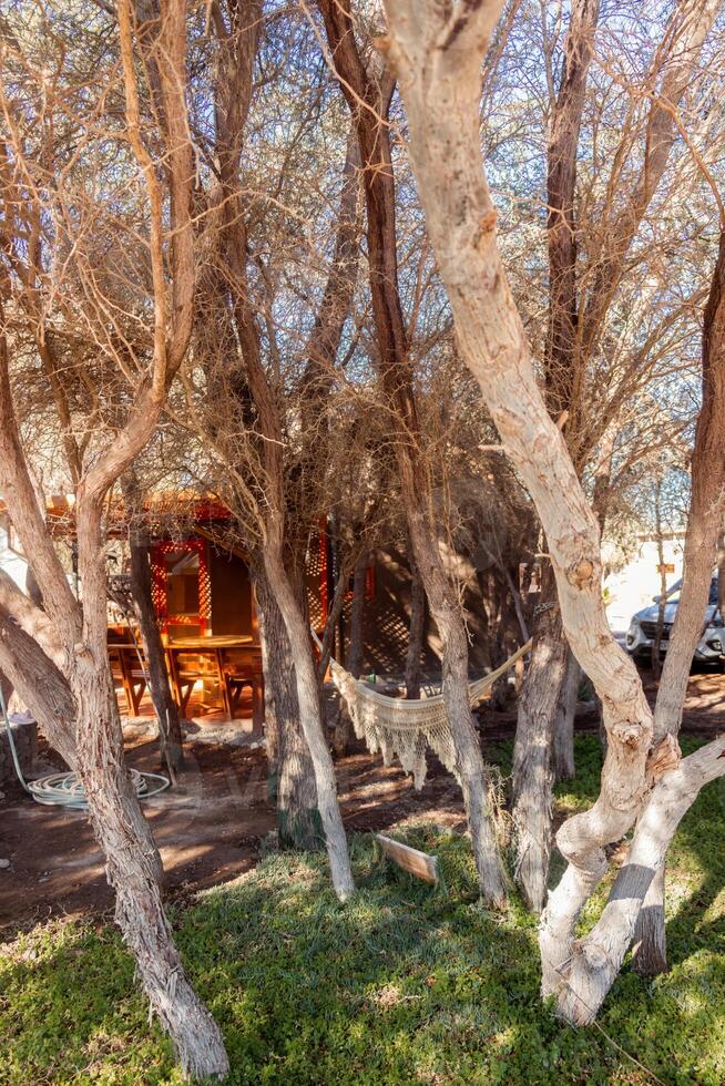 a tree with a hammock in it photo