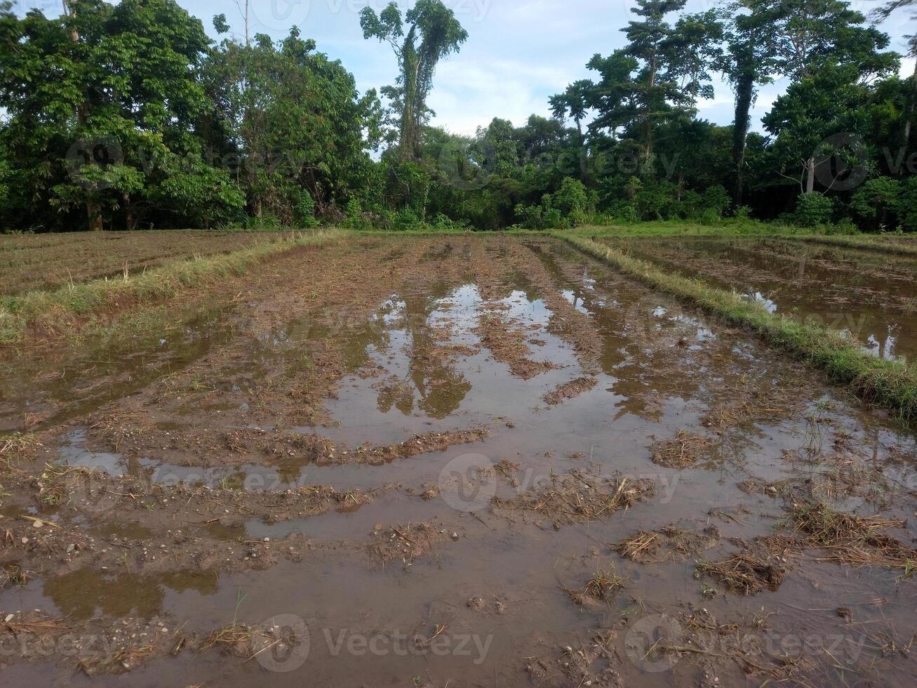 rice field map in rural area photo