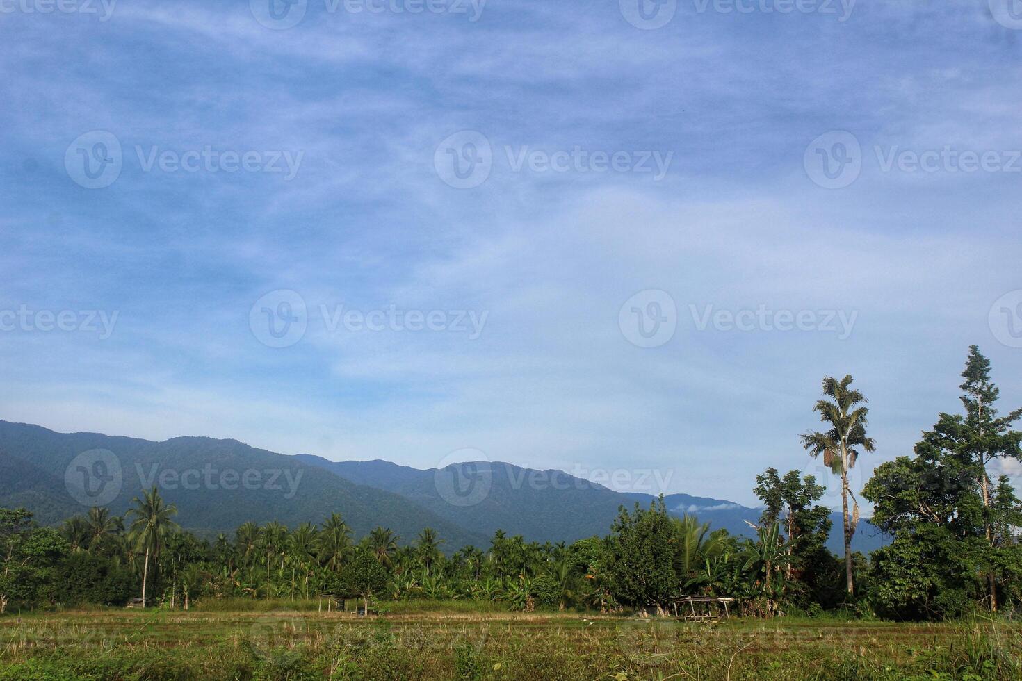 rice fields with mountain background and blue sky, natural scenery photo