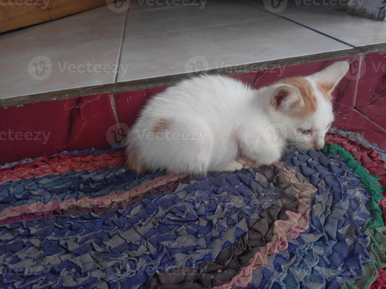 kitten with white and orange fur resting photo