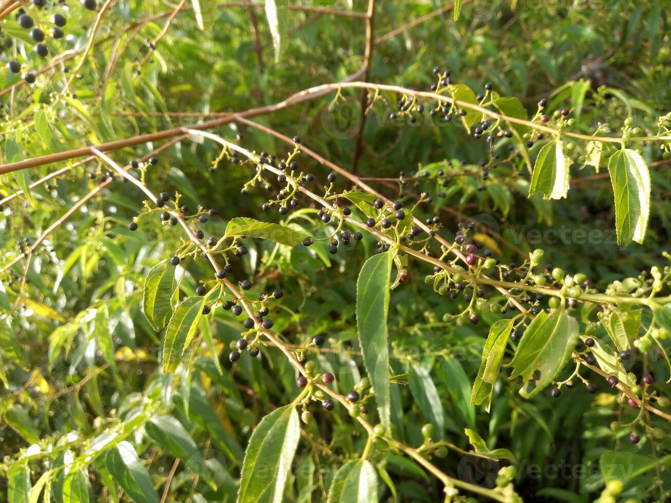 The fruit of the crepe myrtle flower that grows wild in nature photo