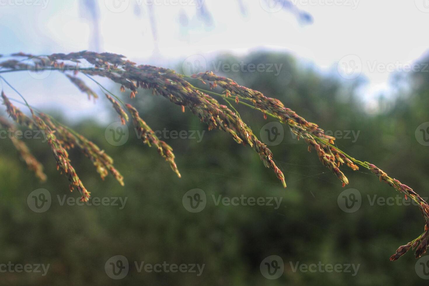 close-up of wild grass with morning sunlight, detail of flower of grass photo
