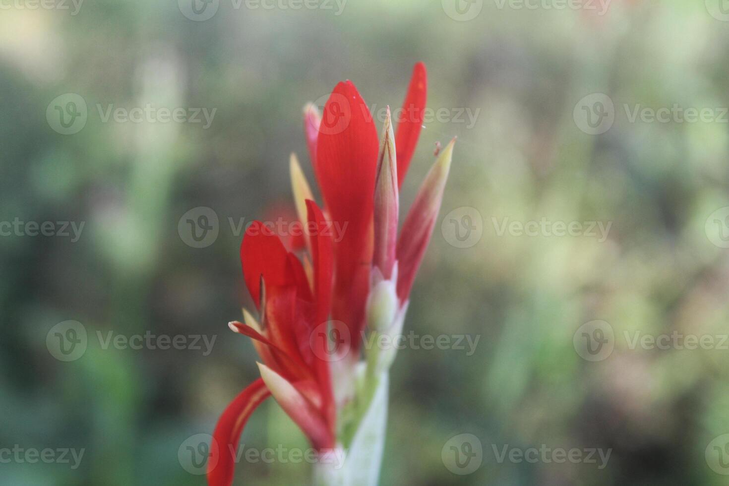 canna edulis red arrowroot flower plant with blurred background photo