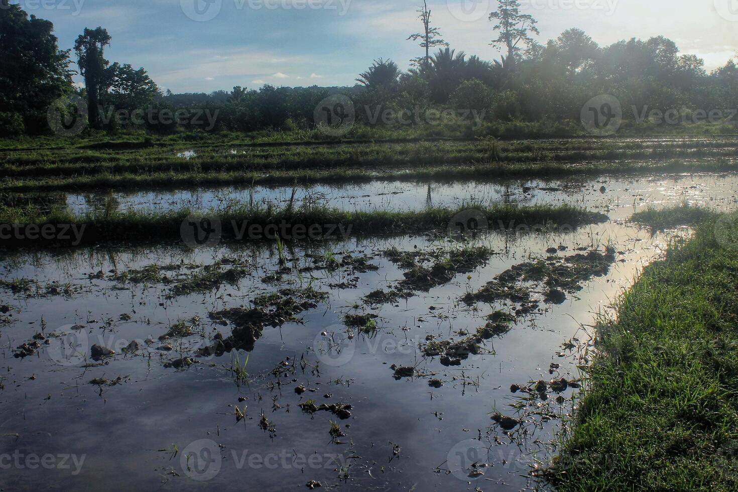 rice field map in rural area in the morning photo