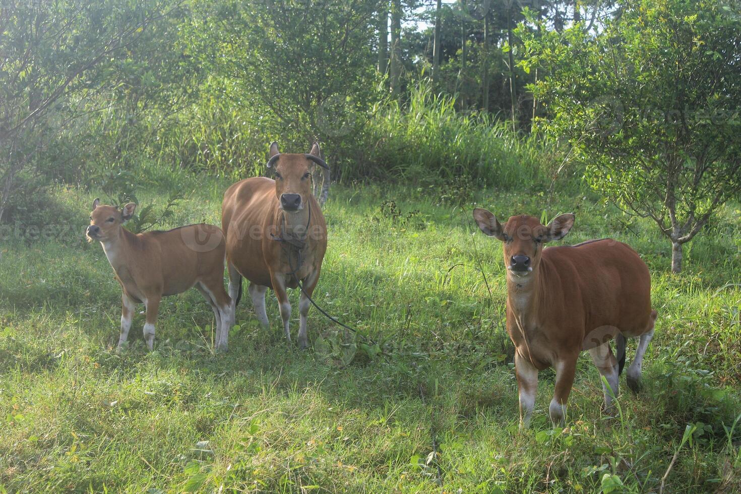 Bali cattle, one type of cattle in Indonesia, cattle farming, livestock in the form of cows photo