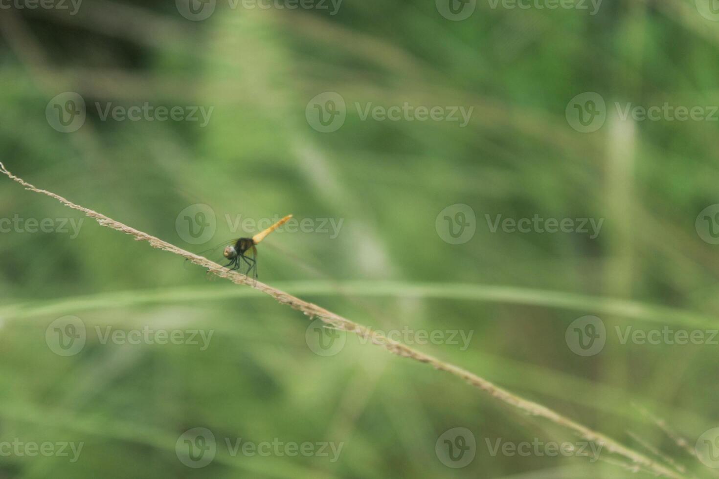 dragonfly perched on the tip of grass with blurry background photo