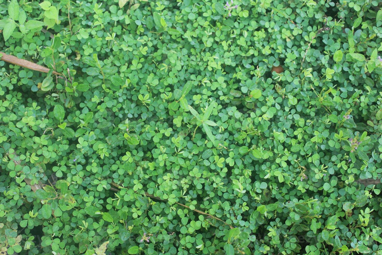Natural fresh green wild grass background, grass surface texture photo