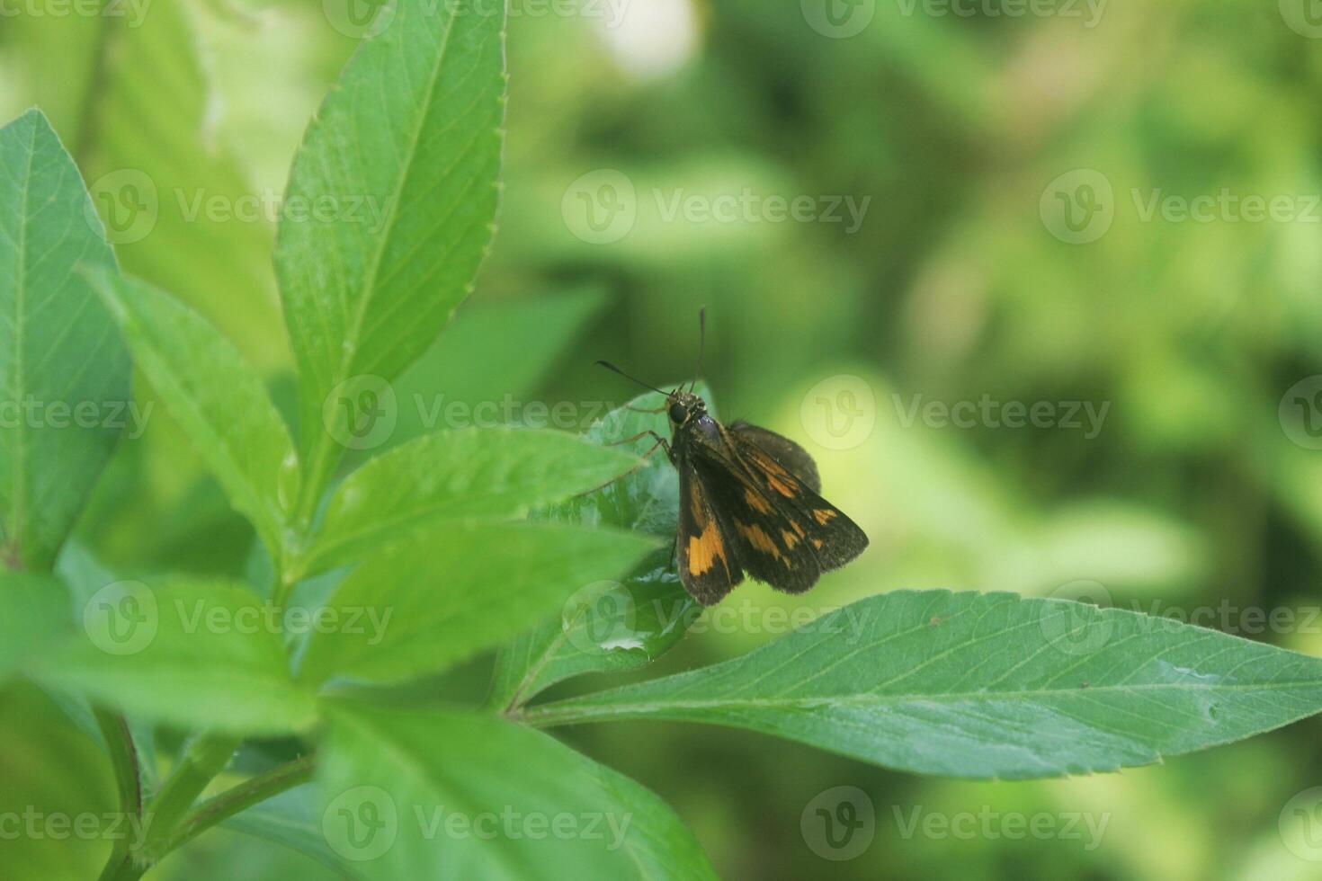 Potanthus omaha or skipper butterfly species that perches on the surface of the plant photo