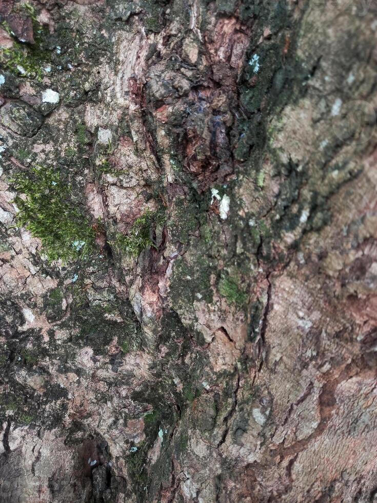 background of tree bark surface with green moss photo
