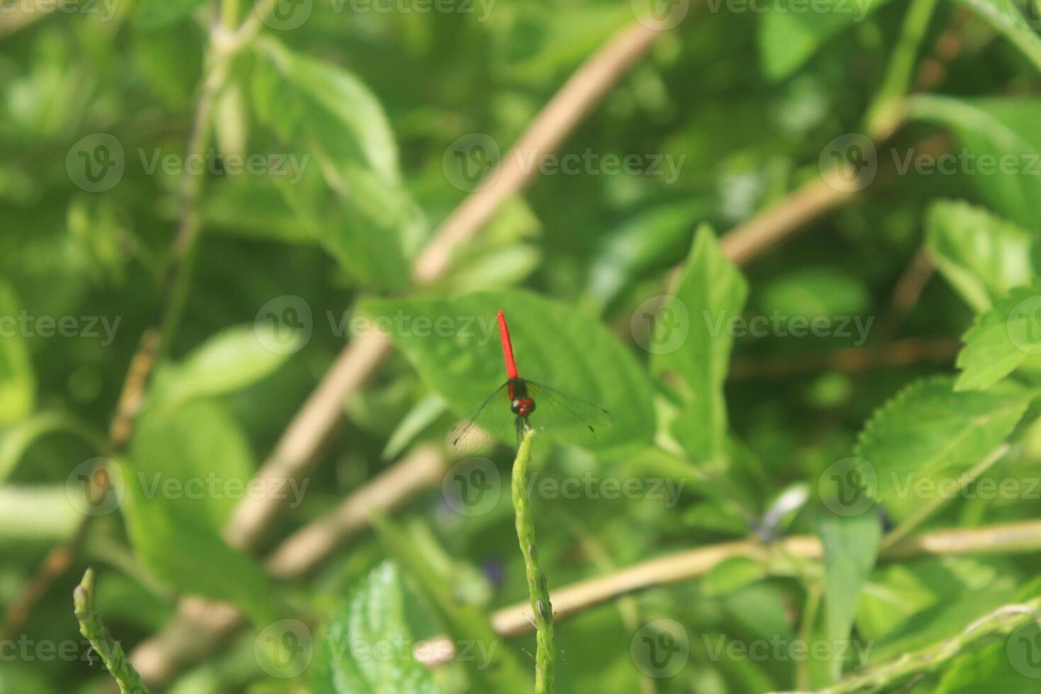 small red dragonfly perched on the tip of a plant with blurred background, small flying insect photo