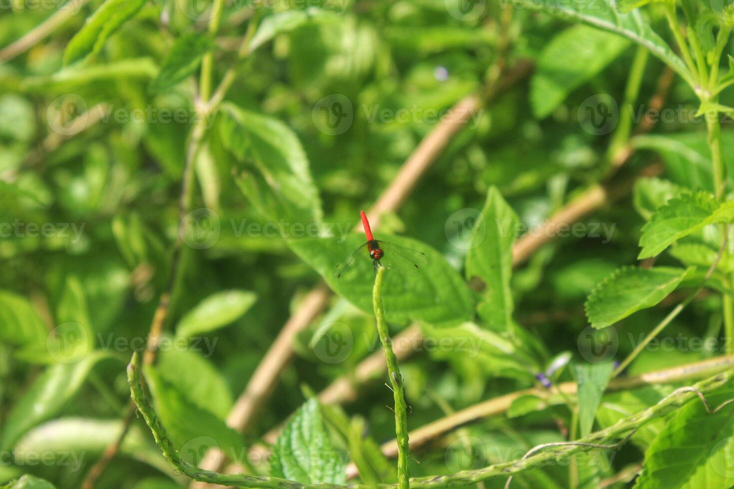 small red dragonfly perched on the tip of a plant photo