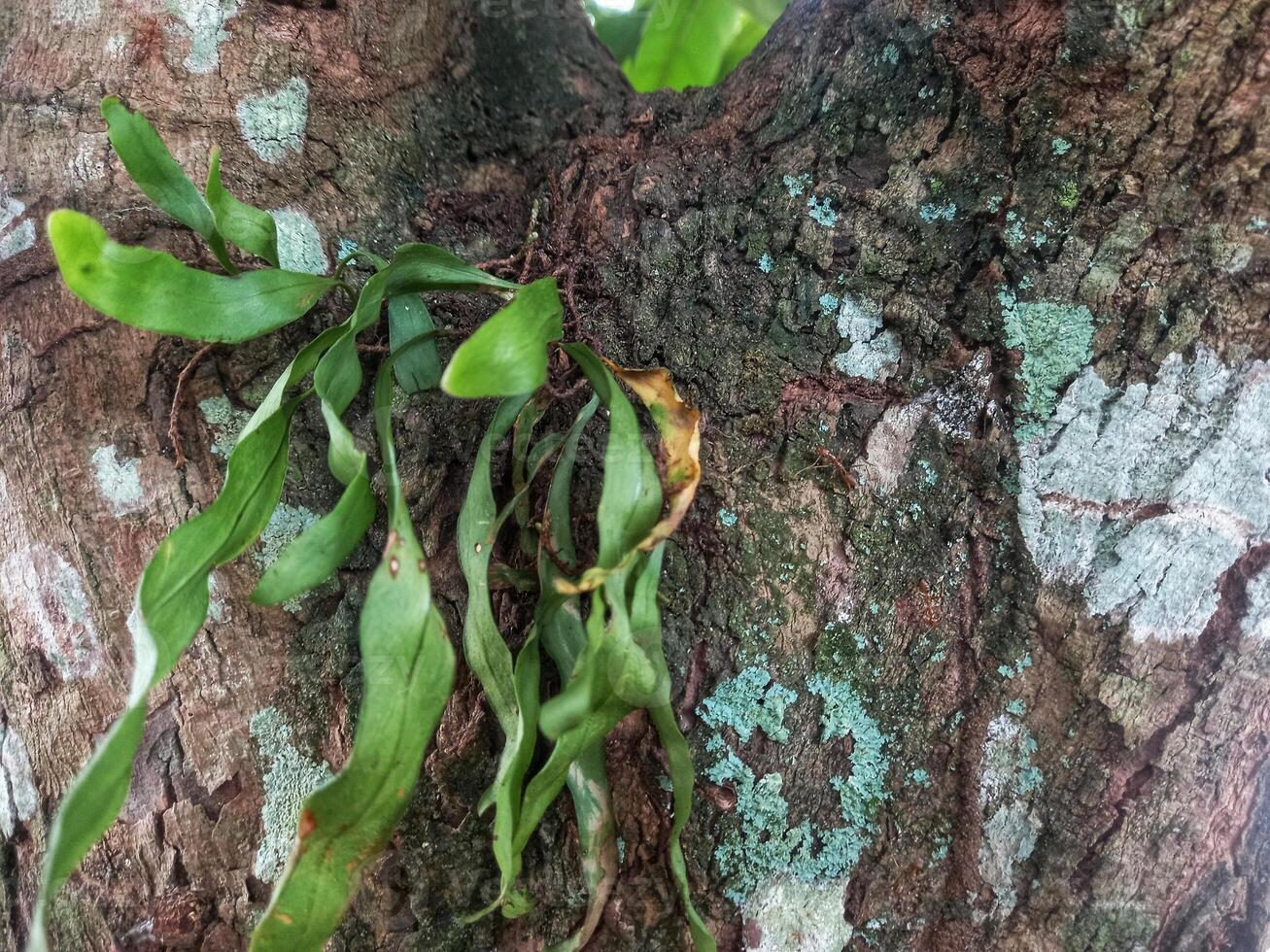background of tree bark surface with attached ferns photo