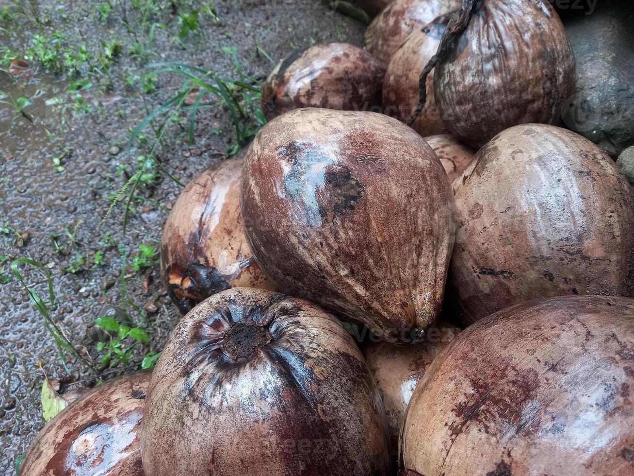 pile of old coconuts, one of the plantation commodities, tropical plants photo