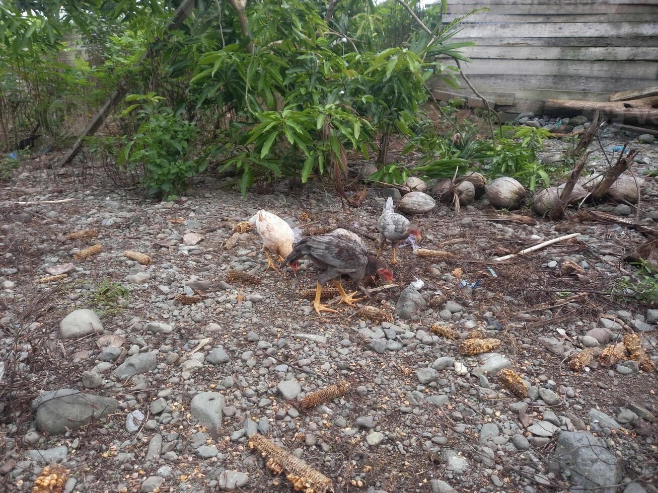 a group of free-range chickens fed in an open cage, raising free-range chickens in Indonesia photo