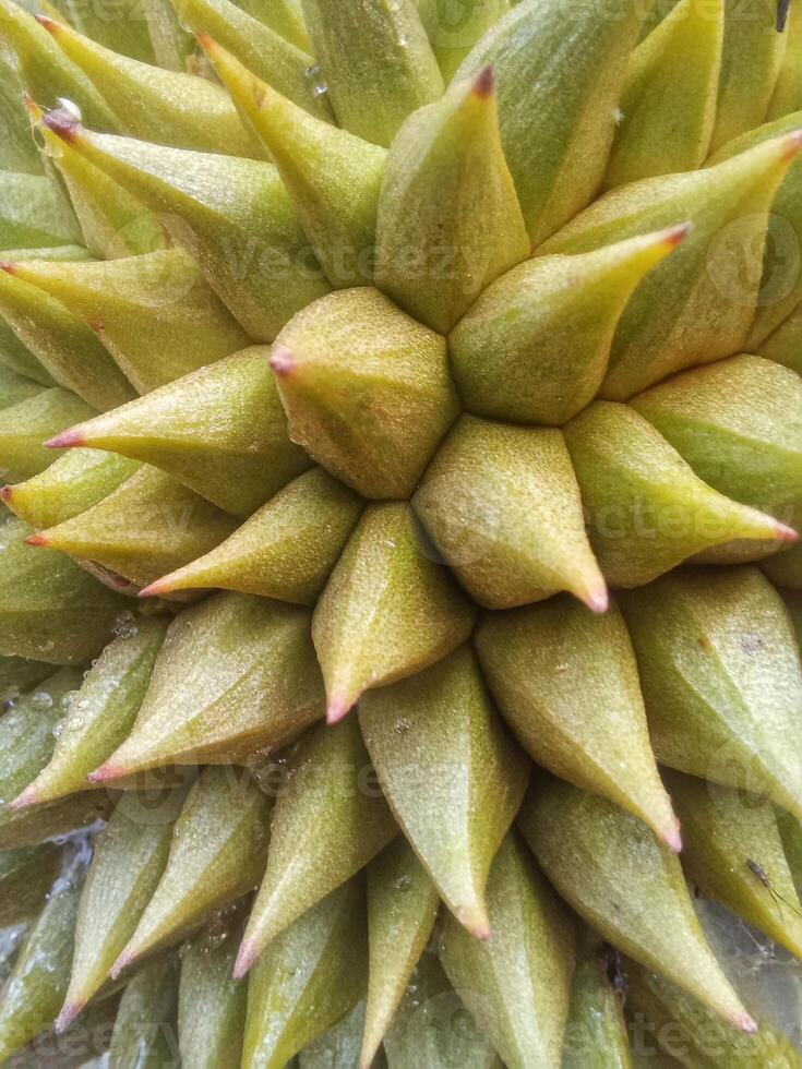 texture or pattern of the thorny durian skin photo