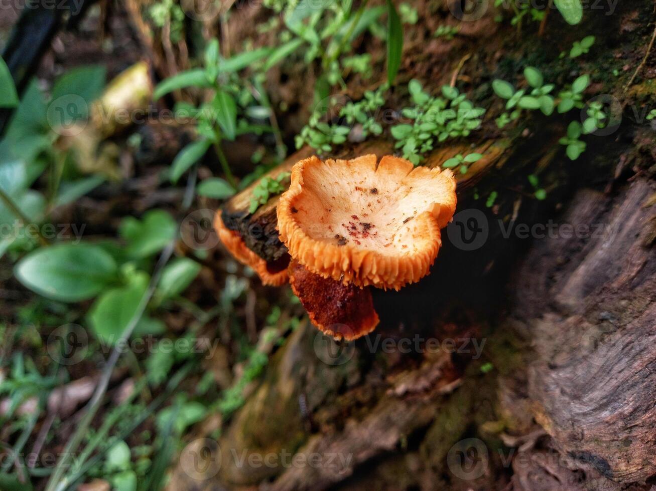 Chanterelle mushrooms grow on dead tree trunks with a brownish yellow mushroom color. photo