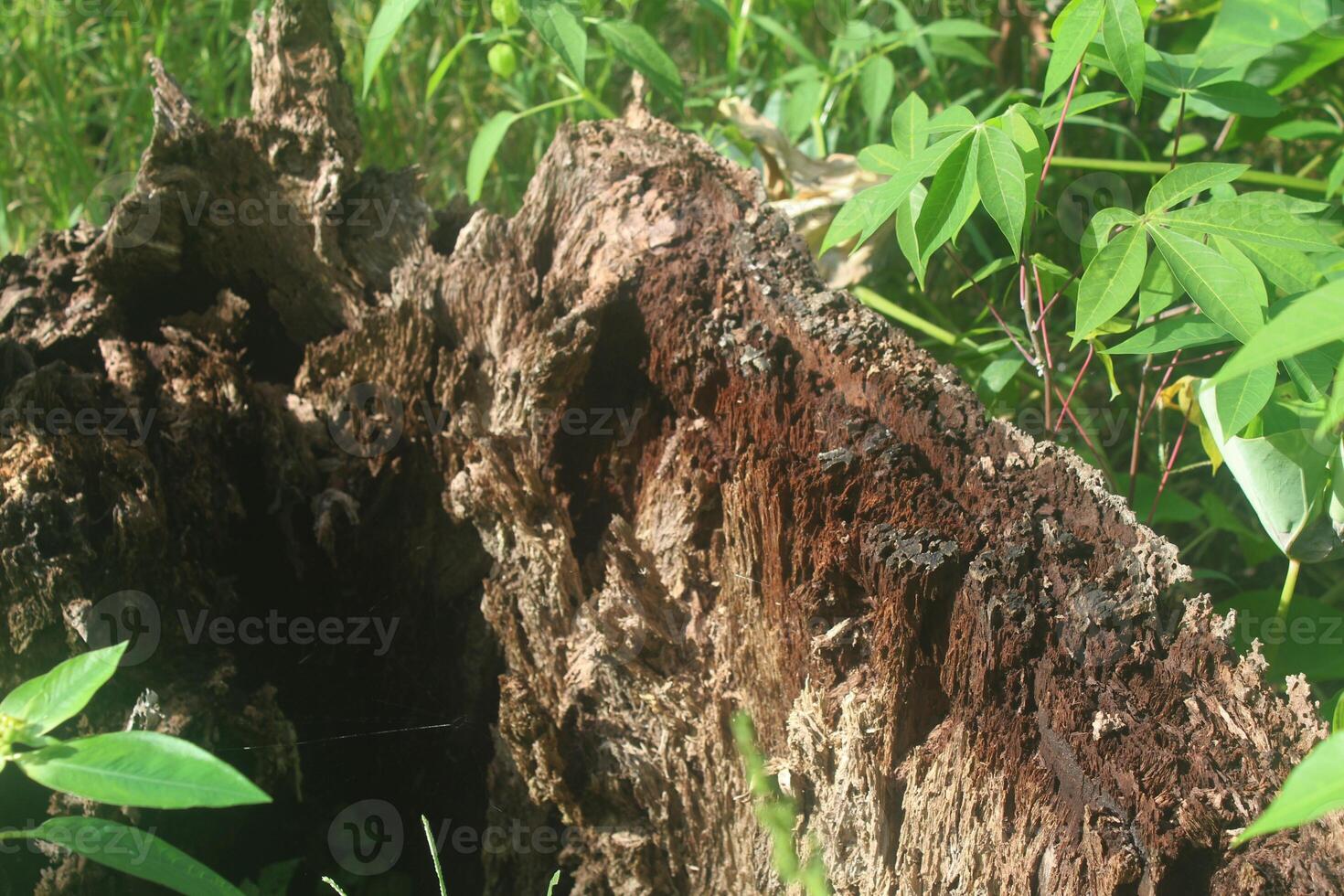 weathered tree wood, weathered wood texture background photo