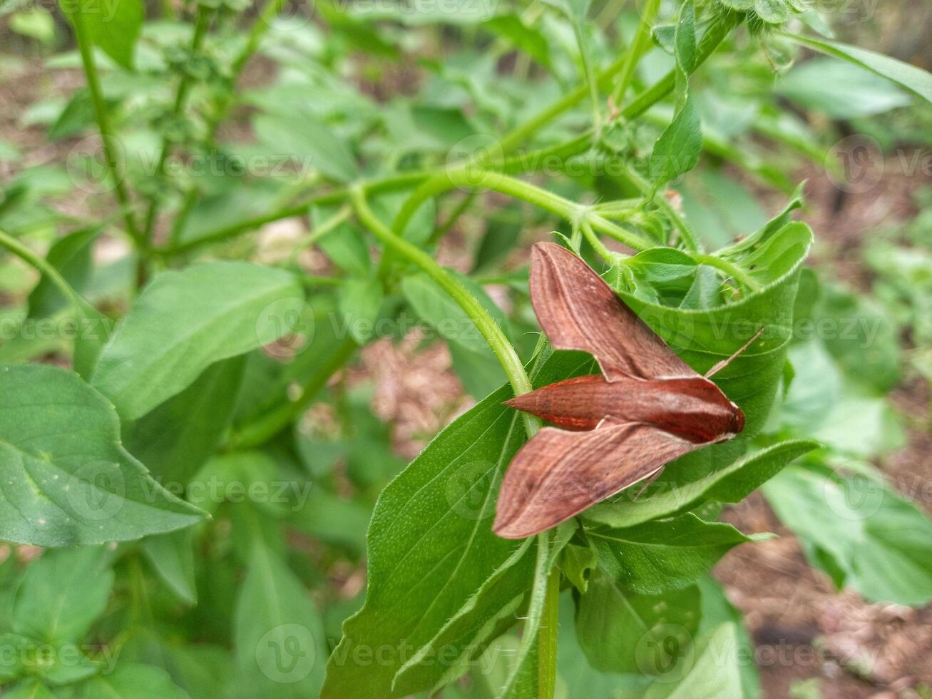 Close-up view of Theretra nessus, a brown hawk moth, resting on a green leaf photo