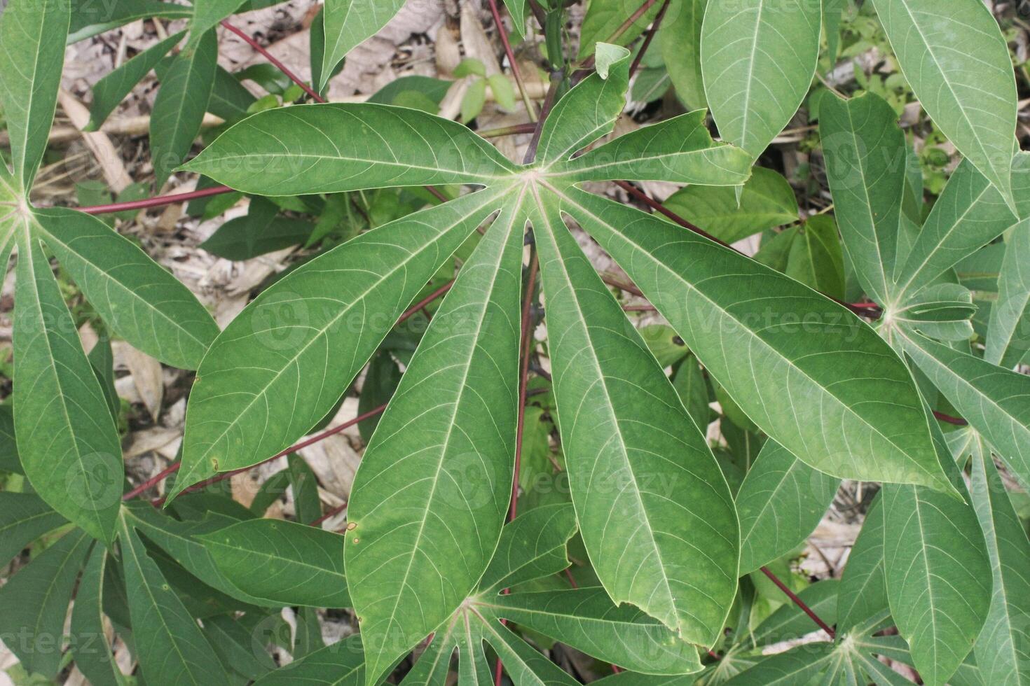 green cassava leaves with finger-like shape photo