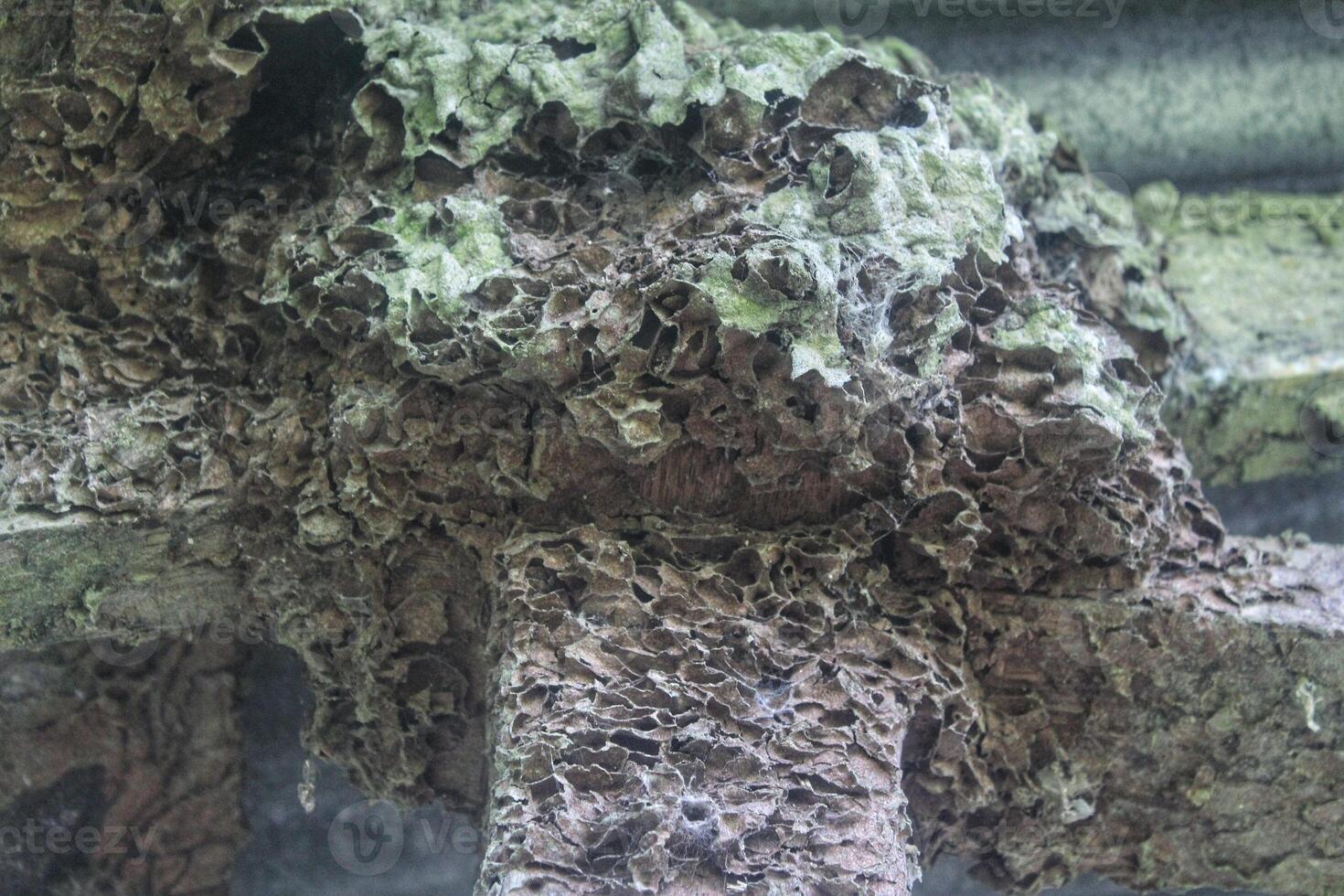 termite house attached to building wood, termite attack photo