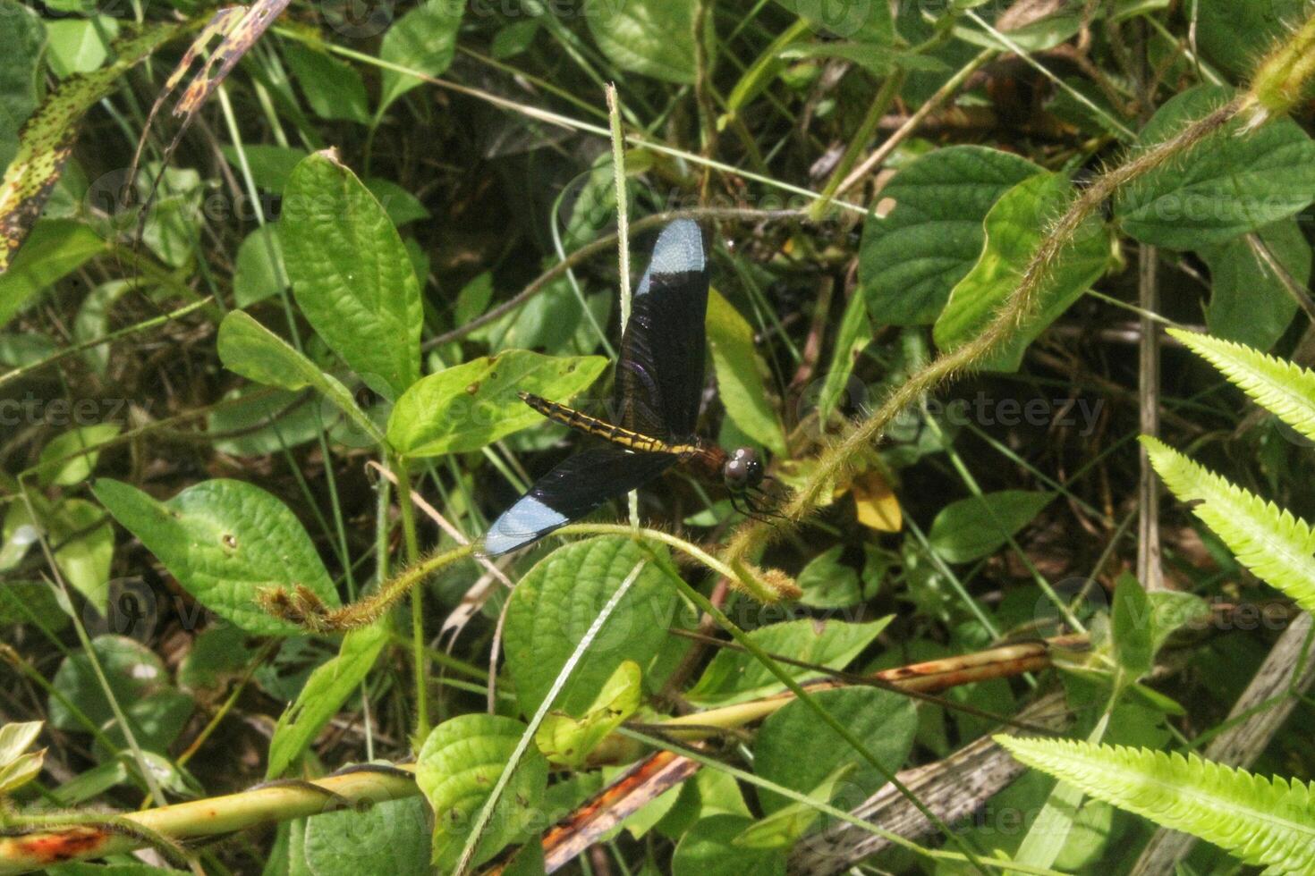 black dragonfly perched on the surface of green plants photo