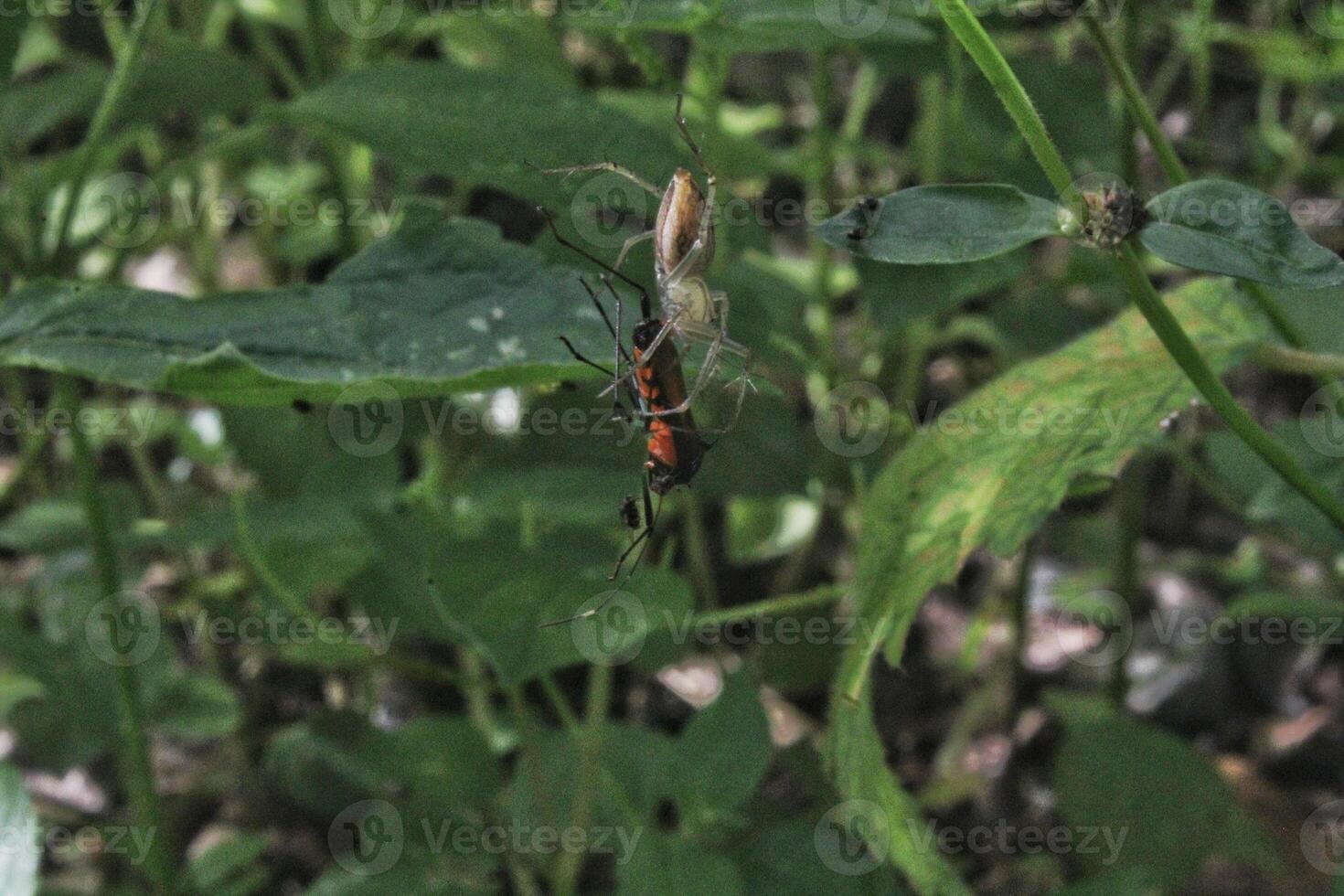 spider insects that successfully catch prey in the form of other insects in their webs photo