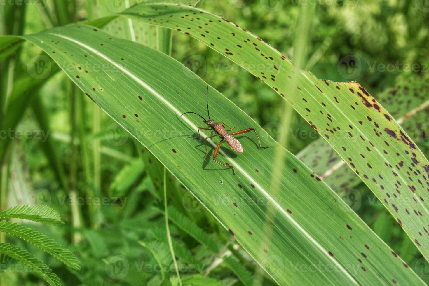 Brown planthopper Leptocorisa oratorius which perches on the surface of a leaf photo