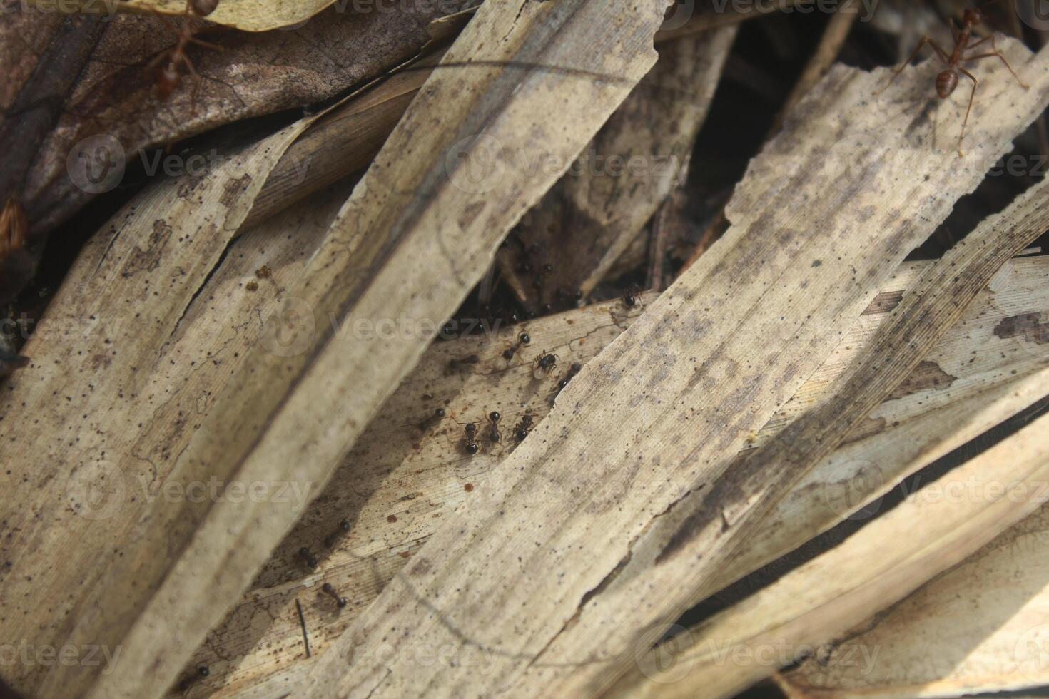 Detail of an ant insect on a dry leaf, macro photography photo
