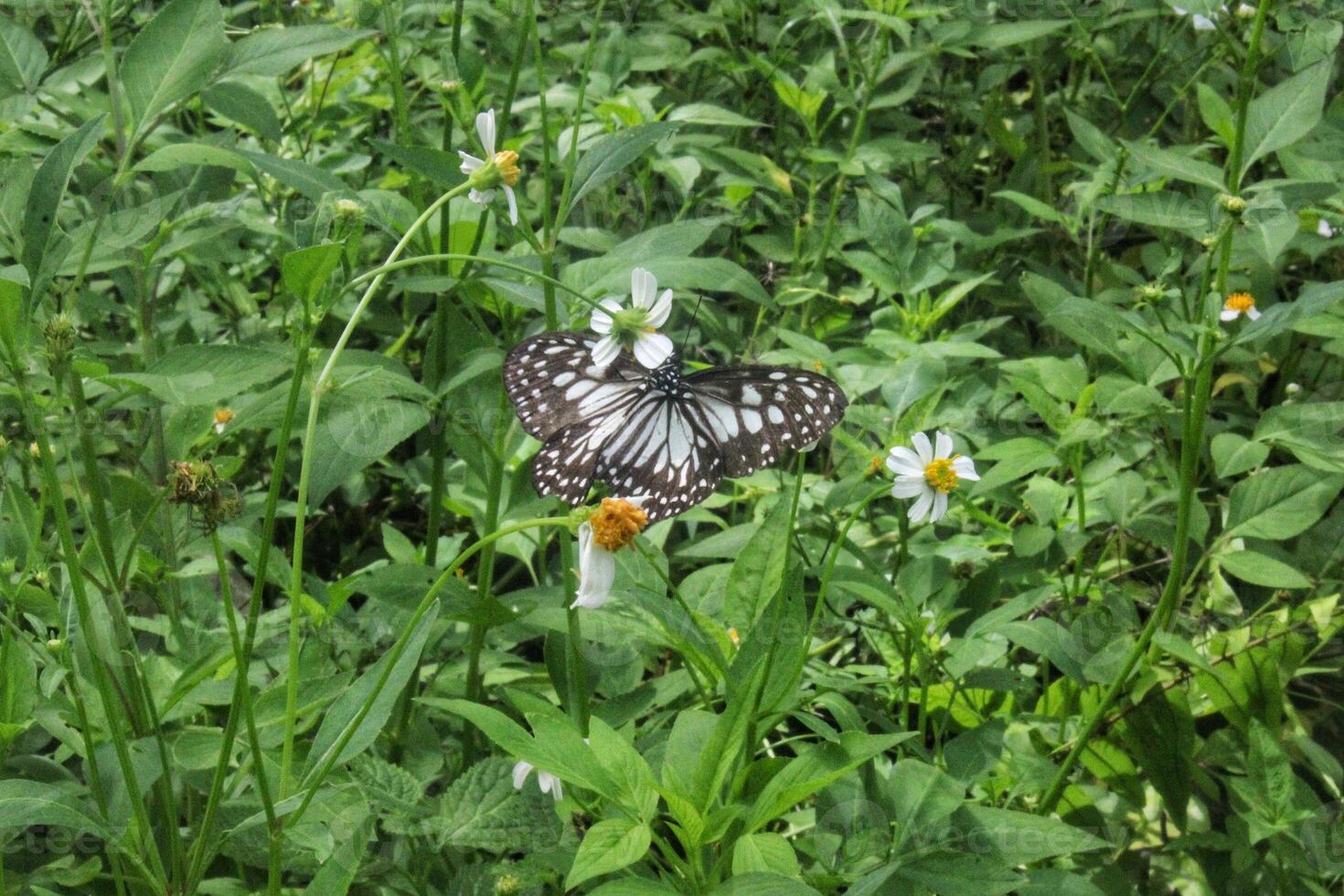 Bidens alba flower with butterfly that reaches with black and white wings, butterfly with beautiful wing pattern, flying insect photo