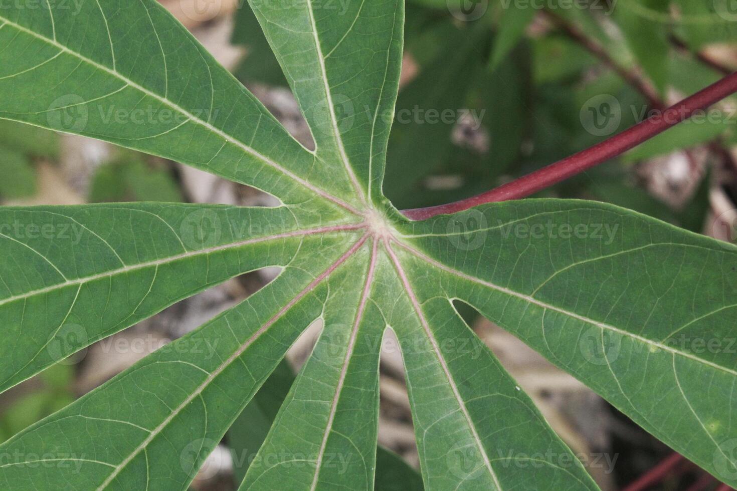 Details of the shape and pattern of cassava plant leaves, macro photography photo