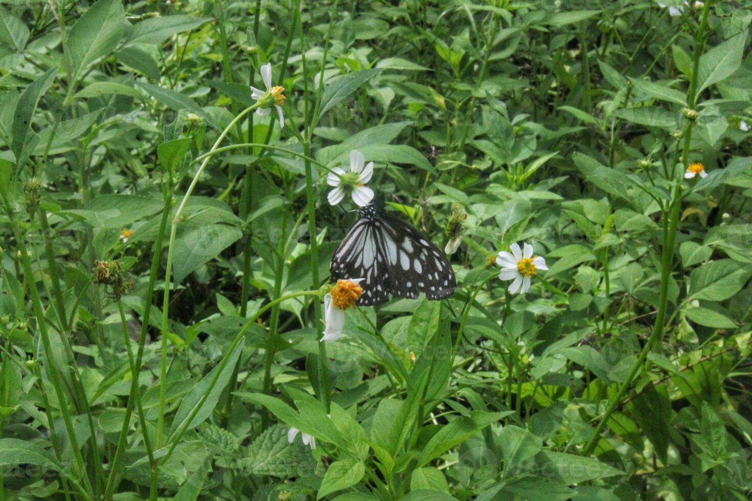 Ideopsis juventa This type of butterfly has a black background color with dark gray colored wings photo