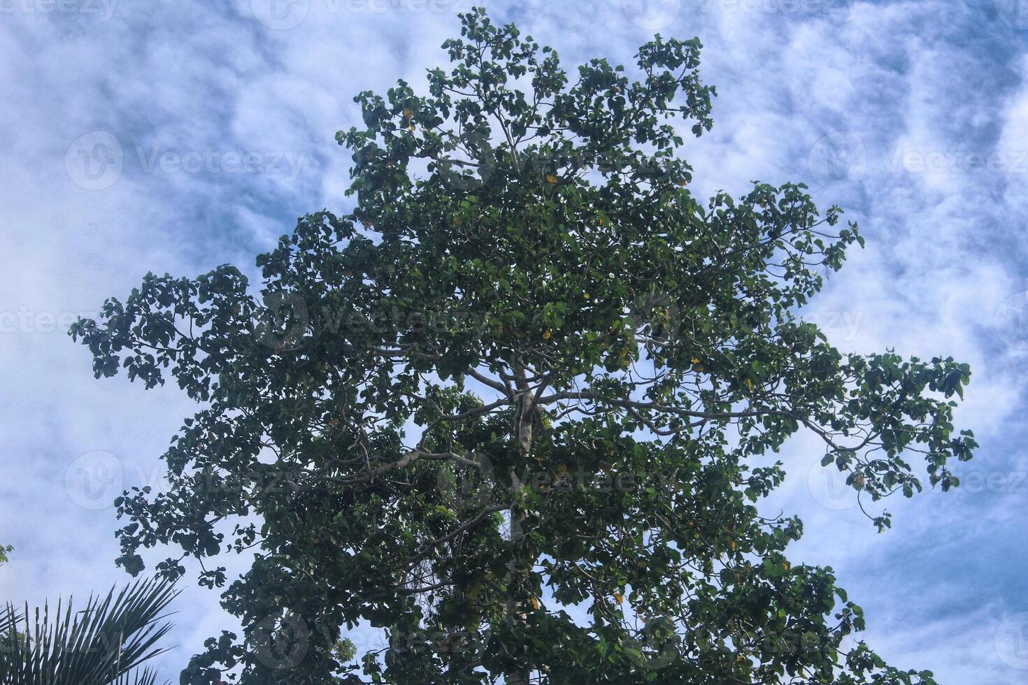 tree background with green leaves and bright blue sky, negative space photo